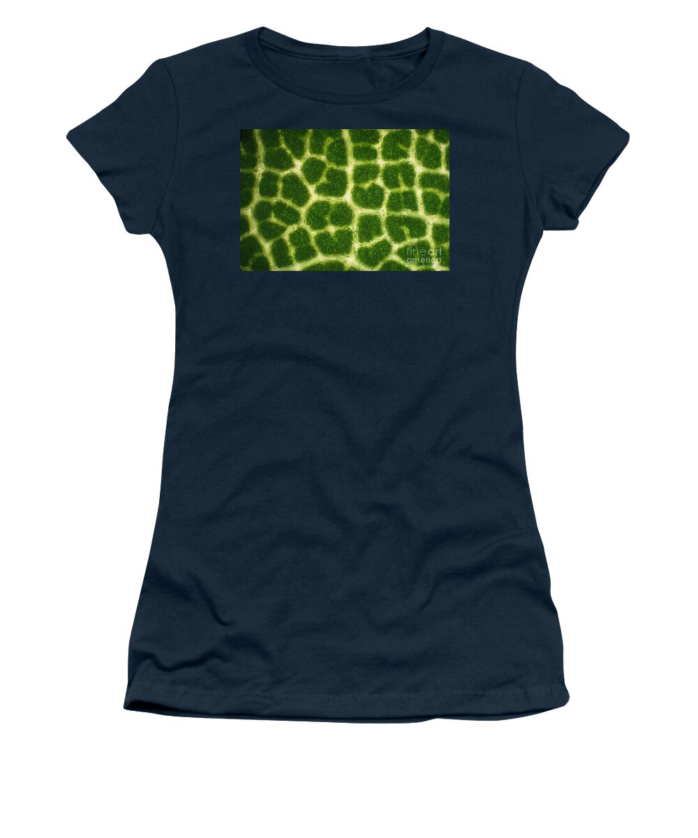 Acer Saccharum Women's T-Shirt featuring the photograph Leaf Veins Of A Sugar Maple Tree by James Bell