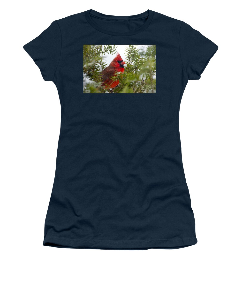 American Bird Women's T-Shirt featuring the photograph Male Cardinal Winter 2013 by David Arment