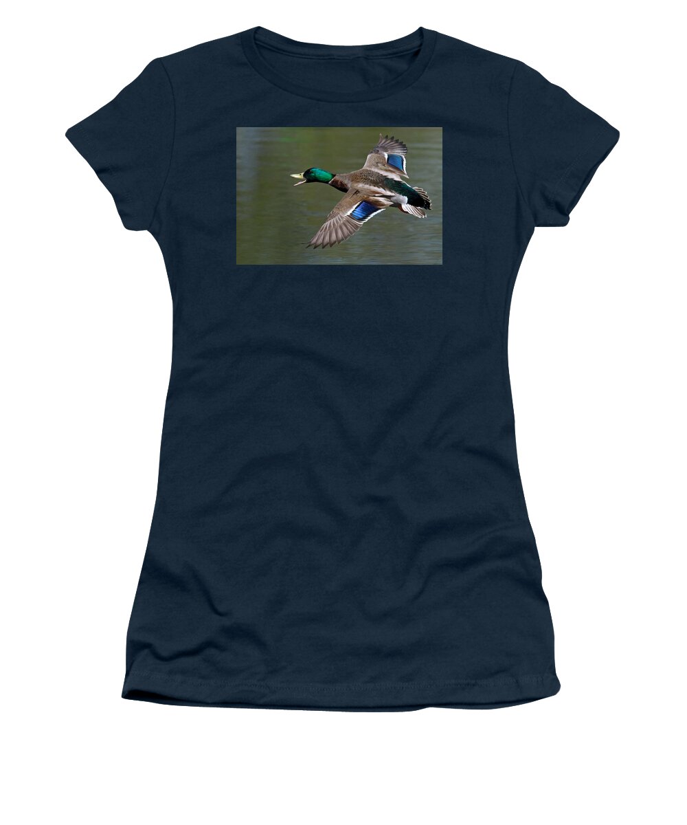 Mallard Women's T-Shirt featuring the photograph Mallard in Flight by Jerry Gammon