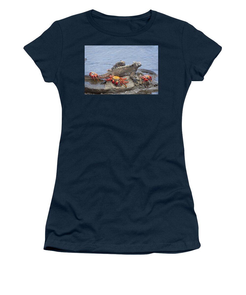 Tui De Roy Women's T-Shirt featuring the photograph Marine Iguana Pair And Sally Lightfoot by Tui De Roy
