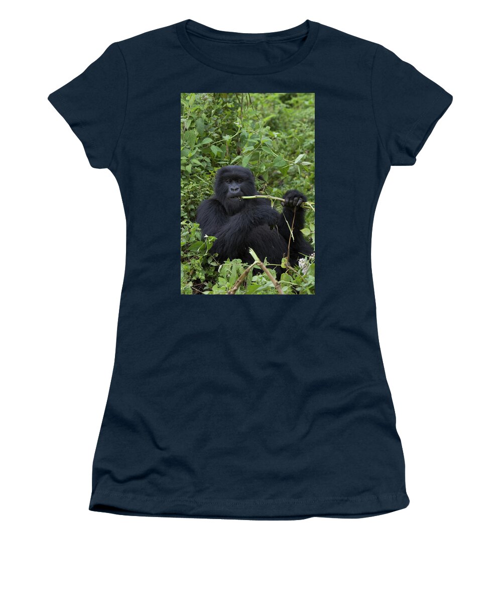 00751195 Women's T-Shirt featuring the photograph Mountain Gorilla Eating Wild Celery by Suzi Eszterhas