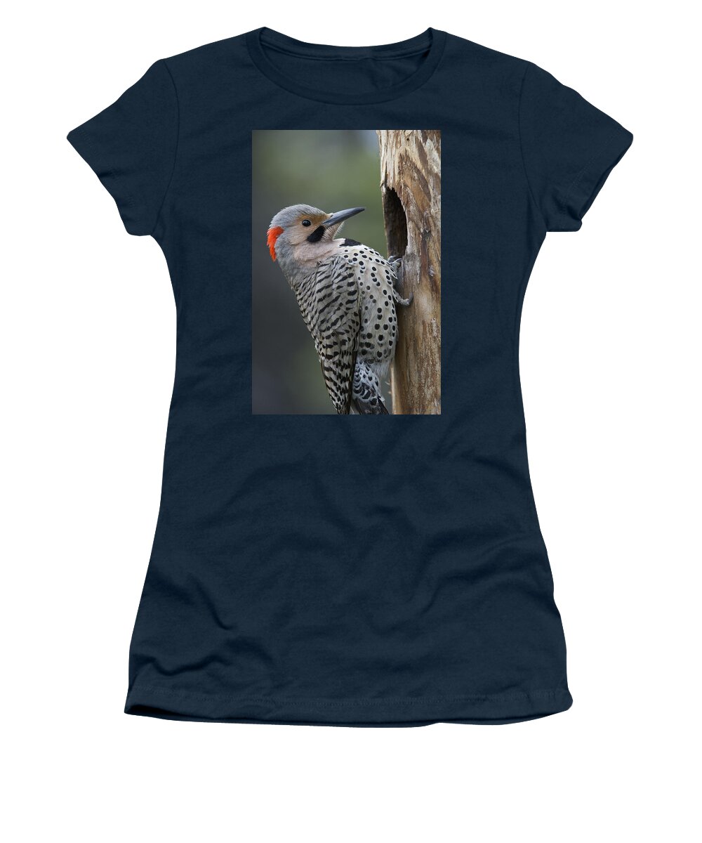 Michael Quinton Women's T-Shirt featuring the photograph Northern Flicker At Nest Cavity Alaska by Michael Quinton