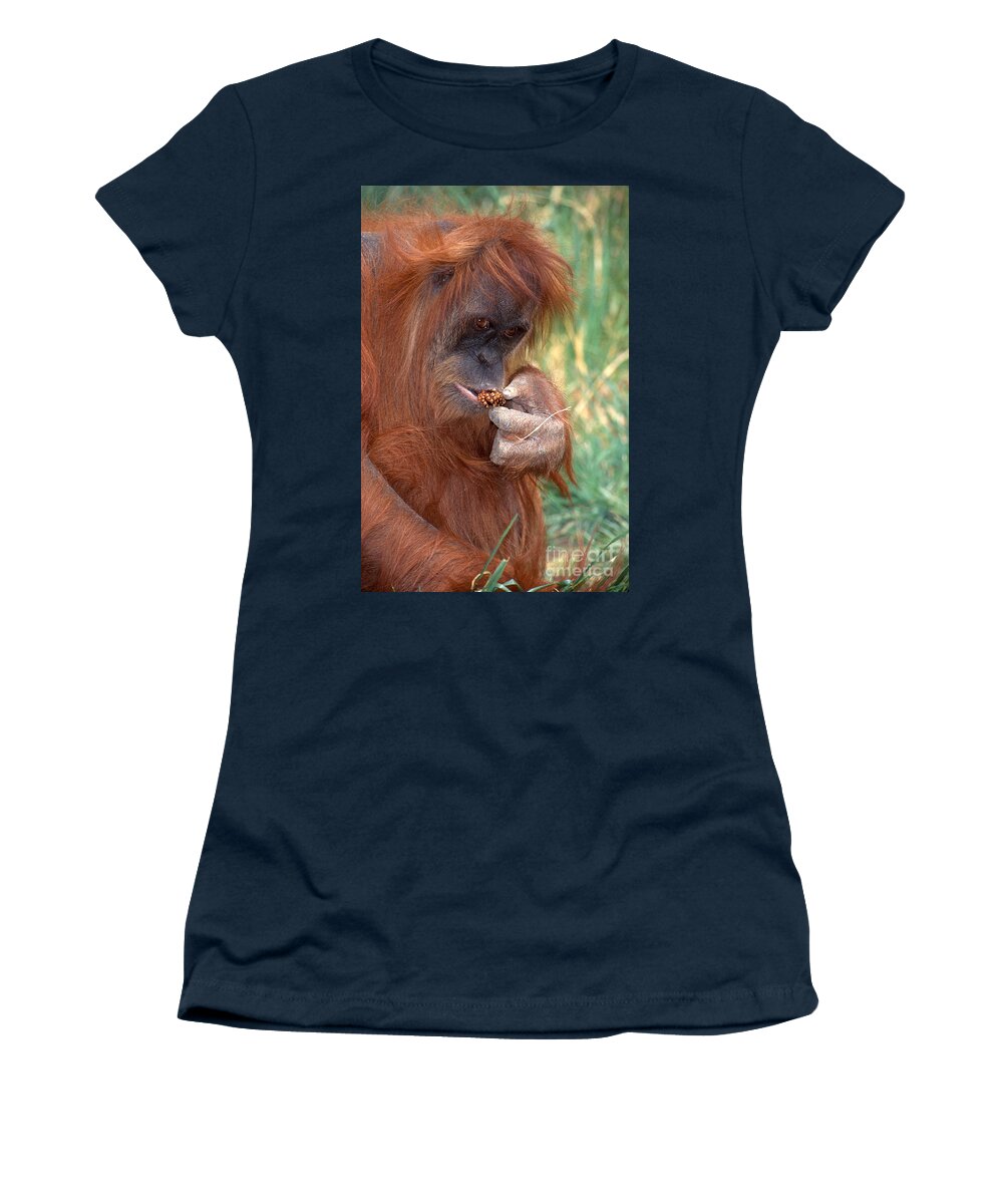 Animal Women's T-Shirt featuring the photograph Orangutan Pongo Pygmaeus Eating by George D Lepp