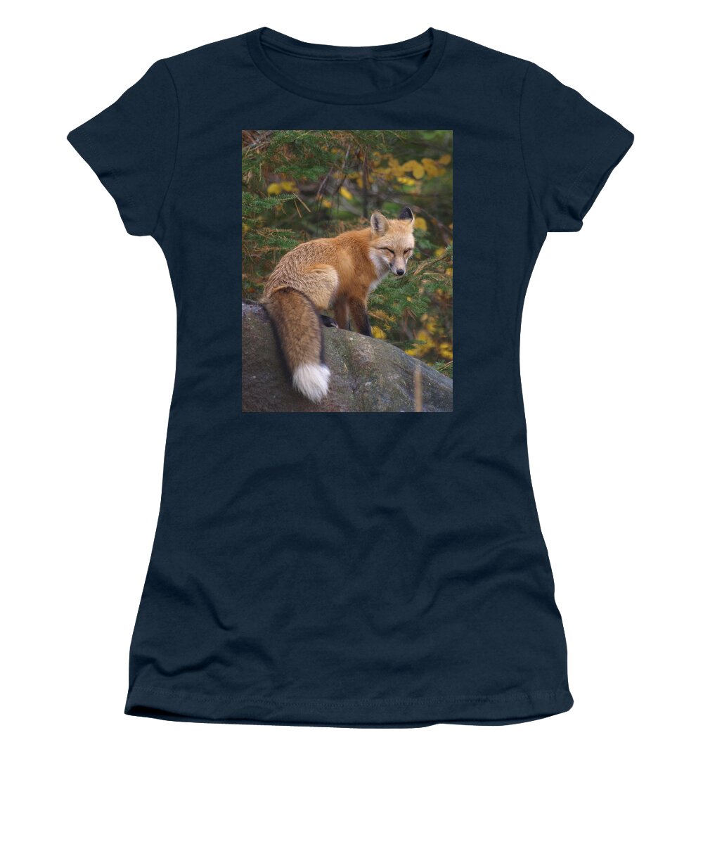 Foxes Women's T-Shirt featuring the photograph Red Fox by James Peterson