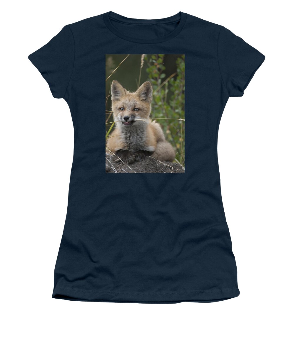 530772 Women's T-Shirt featuring the photograph Red Fox Pup Nibbling On Grass Alaska by Michael Quinton