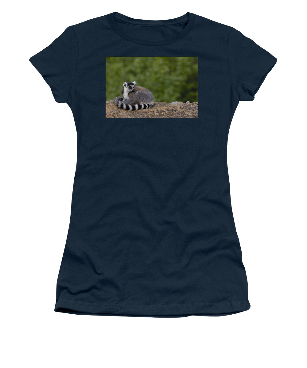 Feb0514 Women's T-Shirt featuring the photograph Ring-tailed Lemur Resting On Rocks by Pete Oxford