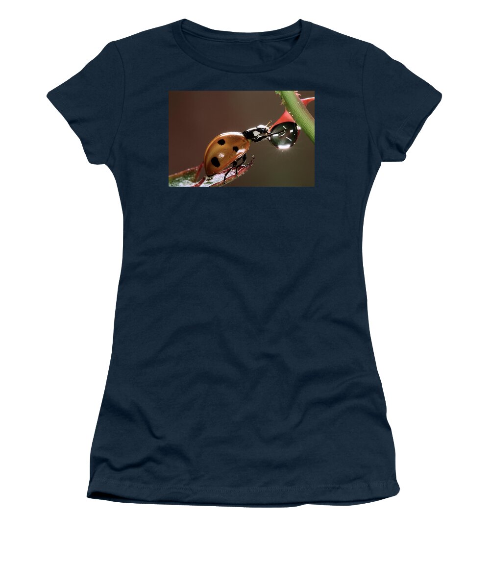 Nis Women's T-Shirt featuring the photograph Seven-spotted Ladybird Drinking by Jef Meul