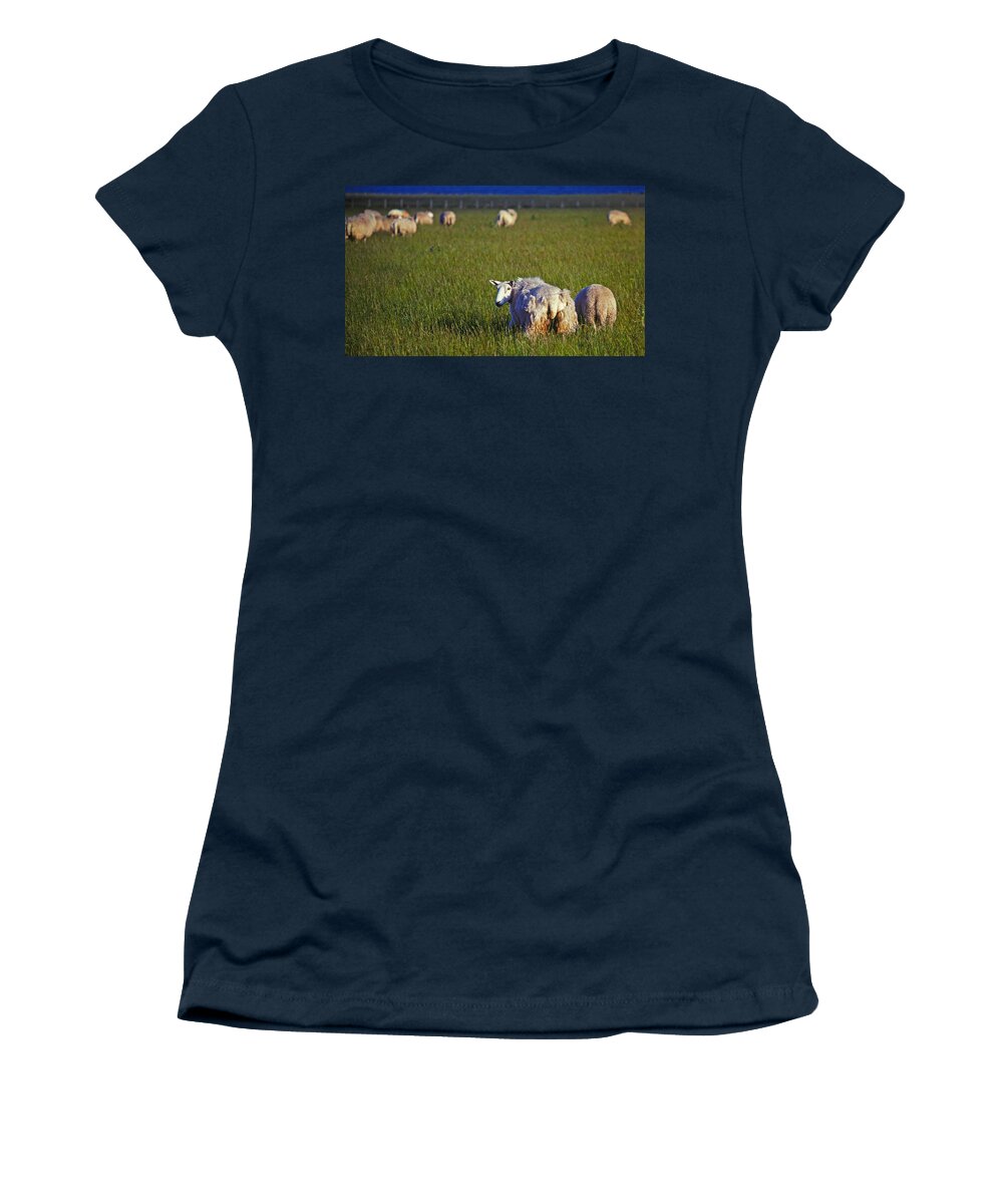 Sheep Women's T-Shirt featuring the photograph Sheep by John Topman