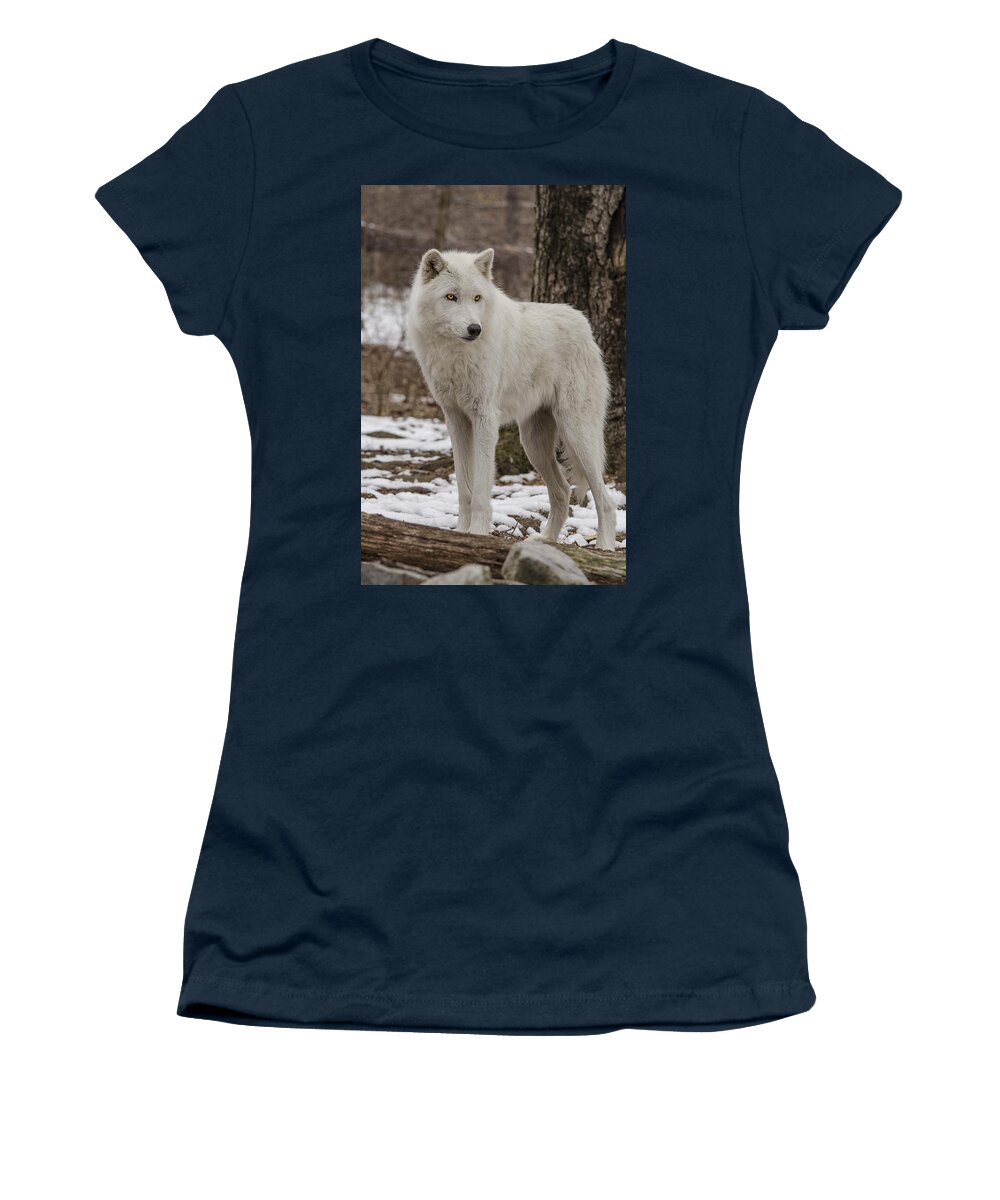 Artic Wolf Women's T-Shirt featuring the photograph Standing Wolf by GeeLeesa Productions