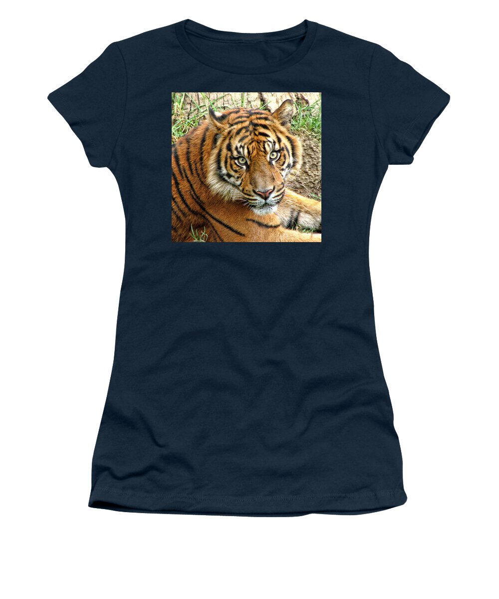 Tiger Women's T-Shirt featuring the photograph Staring Tiger by Helaine Cummins