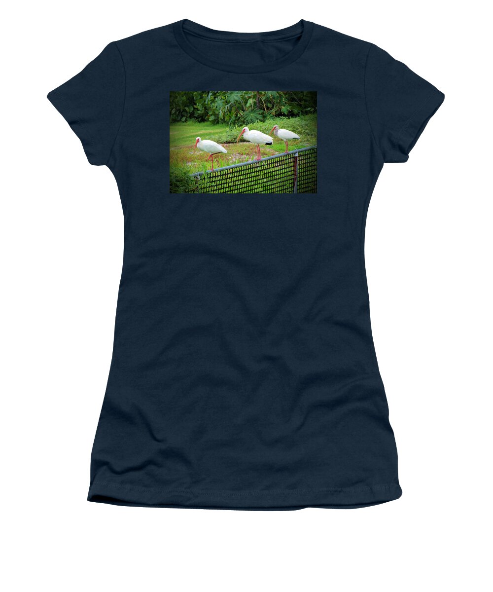 Ibis Women's T-Shirt featuring the photograph Three White Ibis by Cynthia Guinn