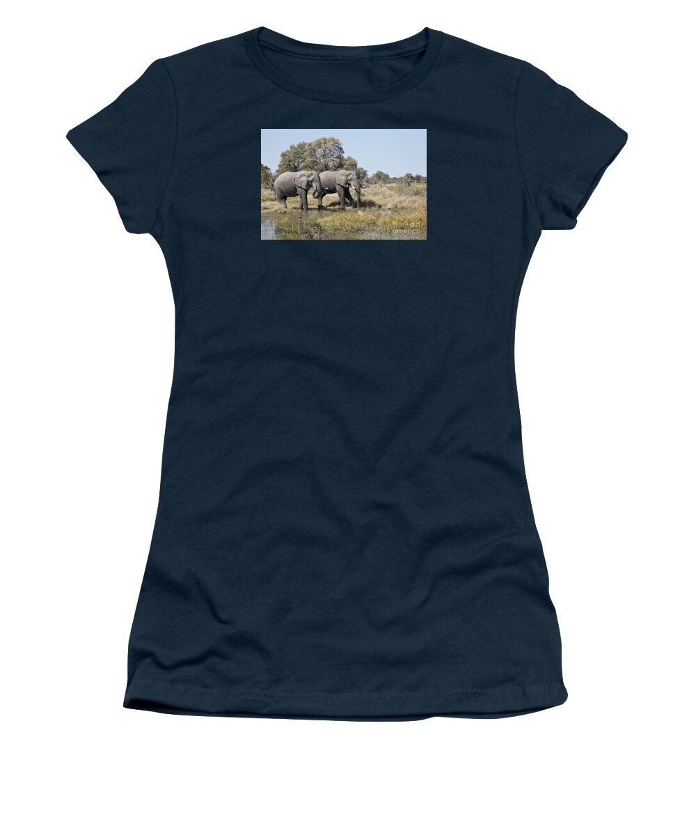 African Elephant Women's T-Shirt featuring the photograph Two bull African Elephants - Okavango Delta by Liz Leyden