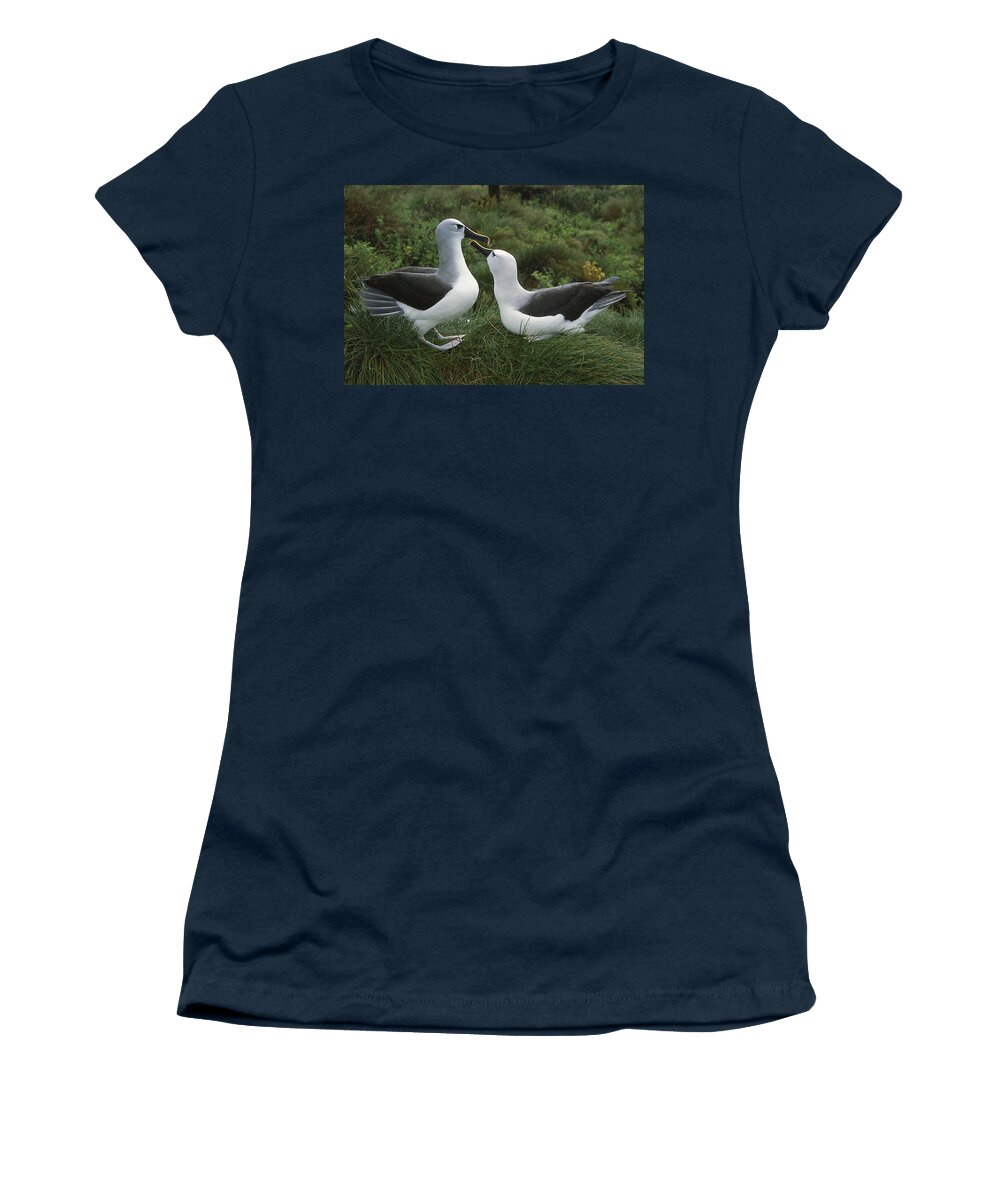 Feb0514 Women's T-Shirt featuring the photograph Yellow-nosed Albatross Courting Gough by Tui De Roy