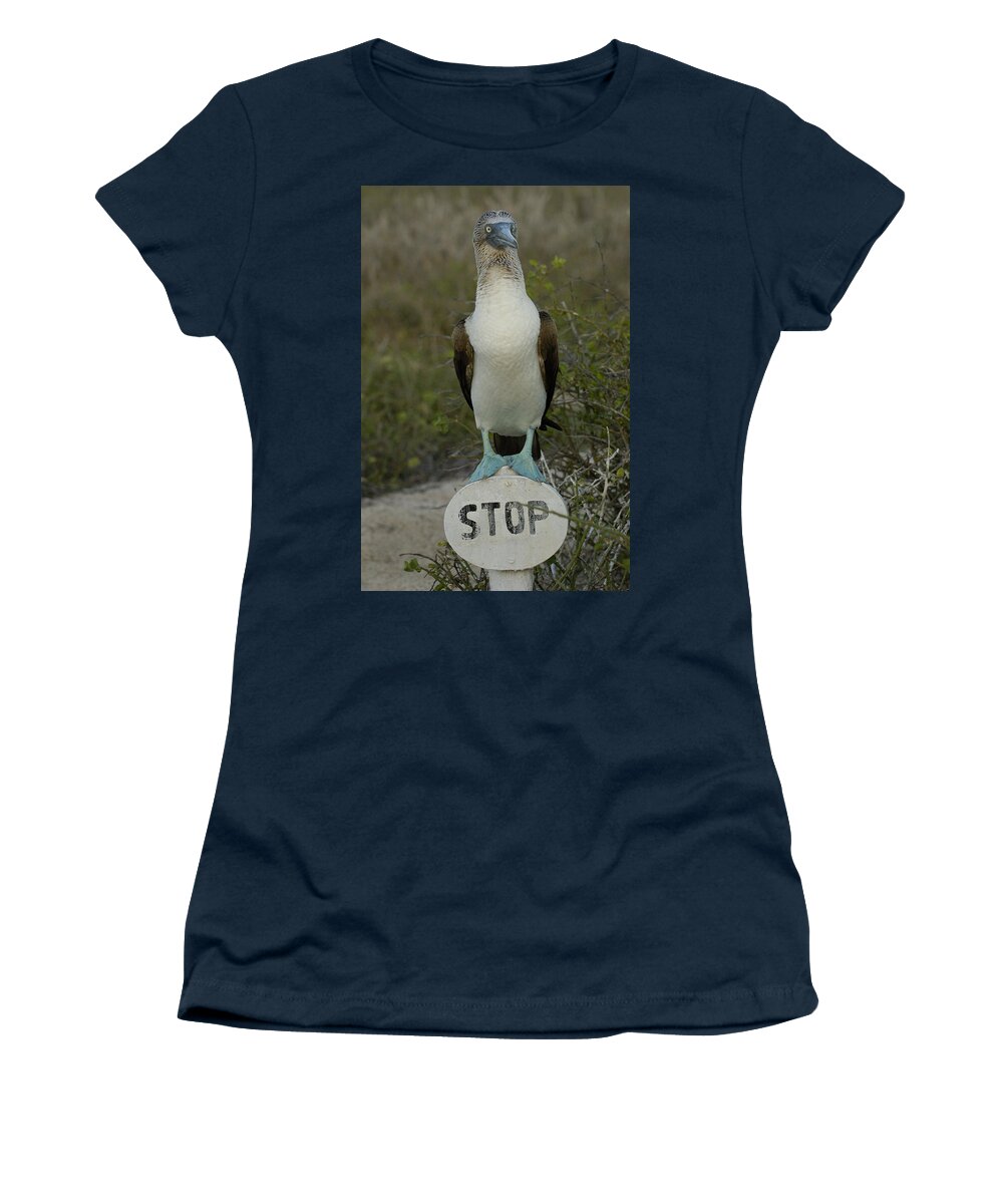 Mp Women's T-Shirt featuring the photograph Blue-footed Booby Sula Nebouxii #1 by Pete Oxford