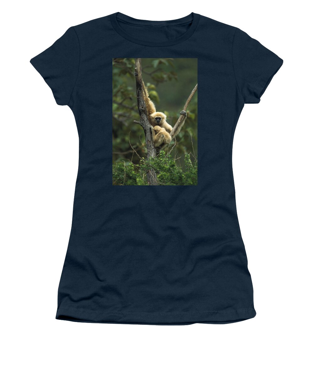 Mp Women's T-Shirt featuring the photograph White-handed Gibbon Hylobates Lar #1 by Gerry Ellis