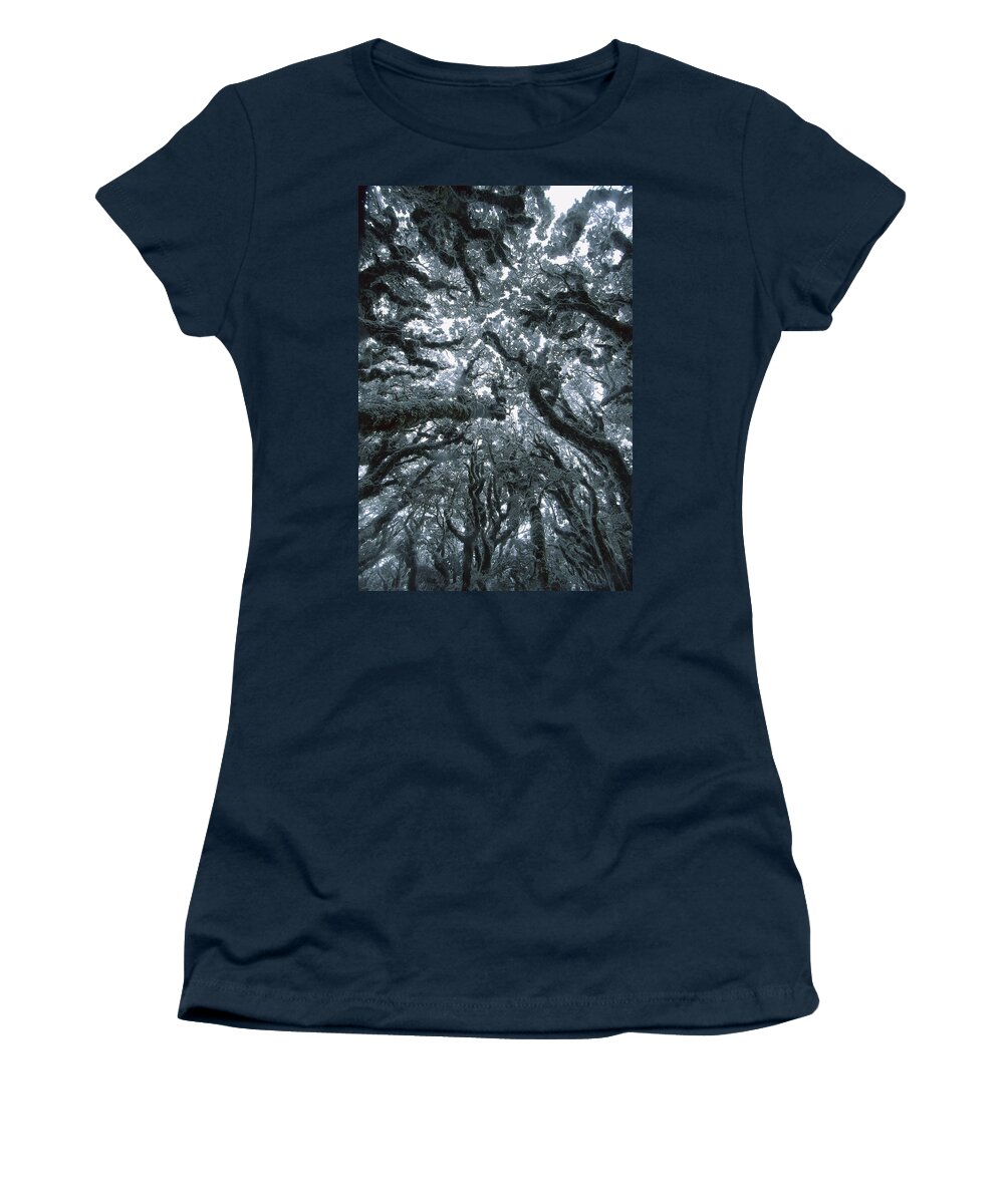 Hhh Women's T-Shirt featuring the photograph Autumn Snow On Beech Trees, Routeburn by Colin Monteath