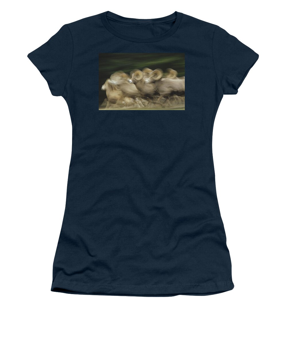 00172338 Women's T-Shirt featuring the photograph Bighorn Sheep Herd Running Banff by Tim Fitzharris