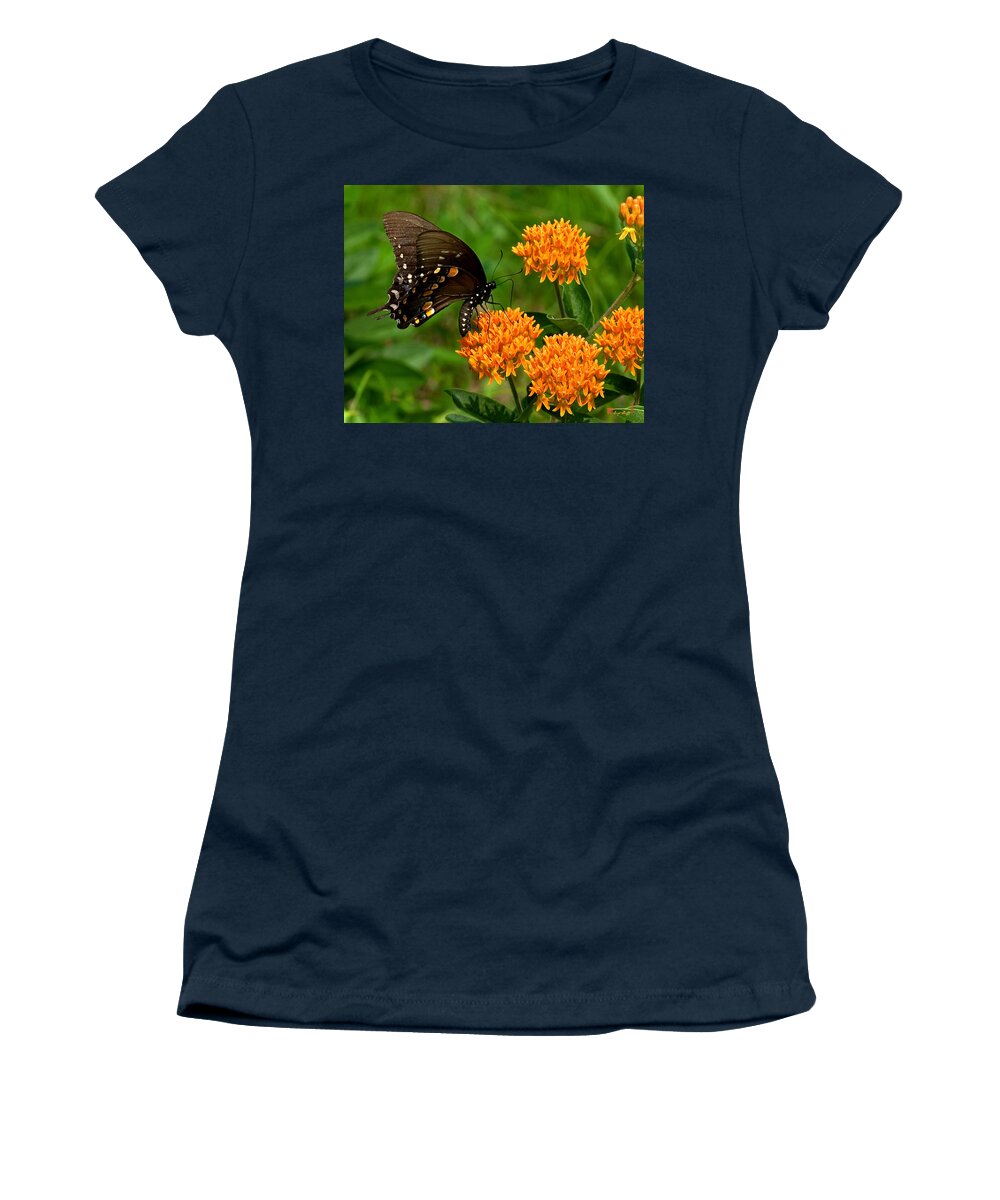Insect Women's T-Shirt featuring the photograph Black Swallowtail Visiting Butterfly Weed DIN012 by Gerry Gantt