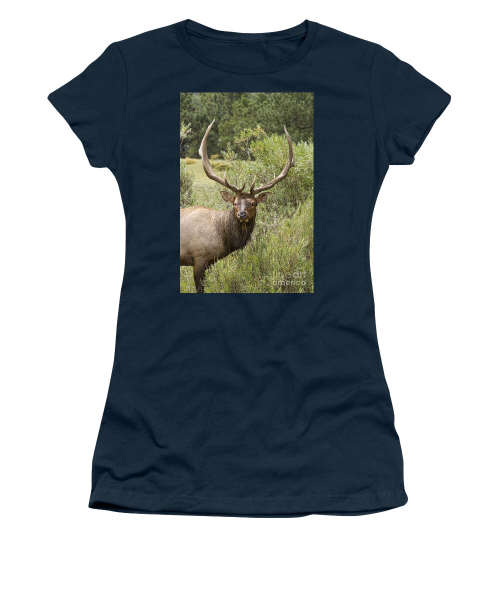 Elk Women's T-Shirt featuring the photograph Bull Elk Eyes by James BO Insogna