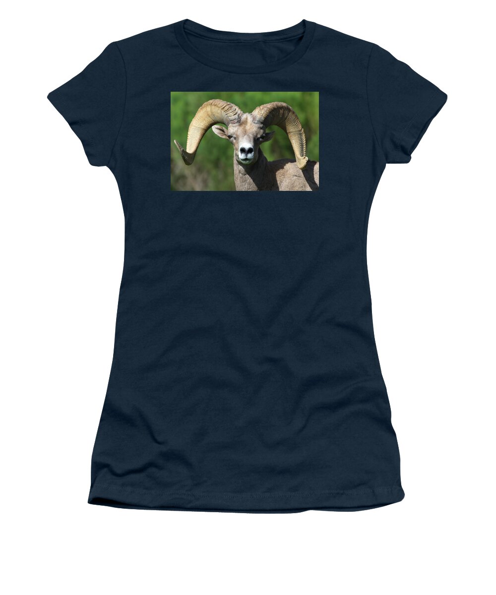Bighorn Sheep Women's T-Shirt featuring the photograph Desert Bighorn Sheep by Julie Niemela