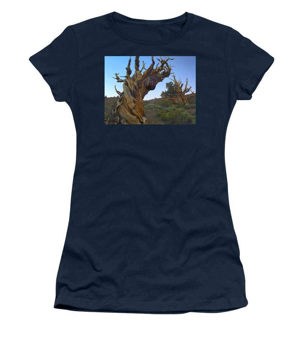 00175352 Women's T-Shirt featuring the photograph Foxtail Pine Tree Ancient Trees by Tim Fitzharris