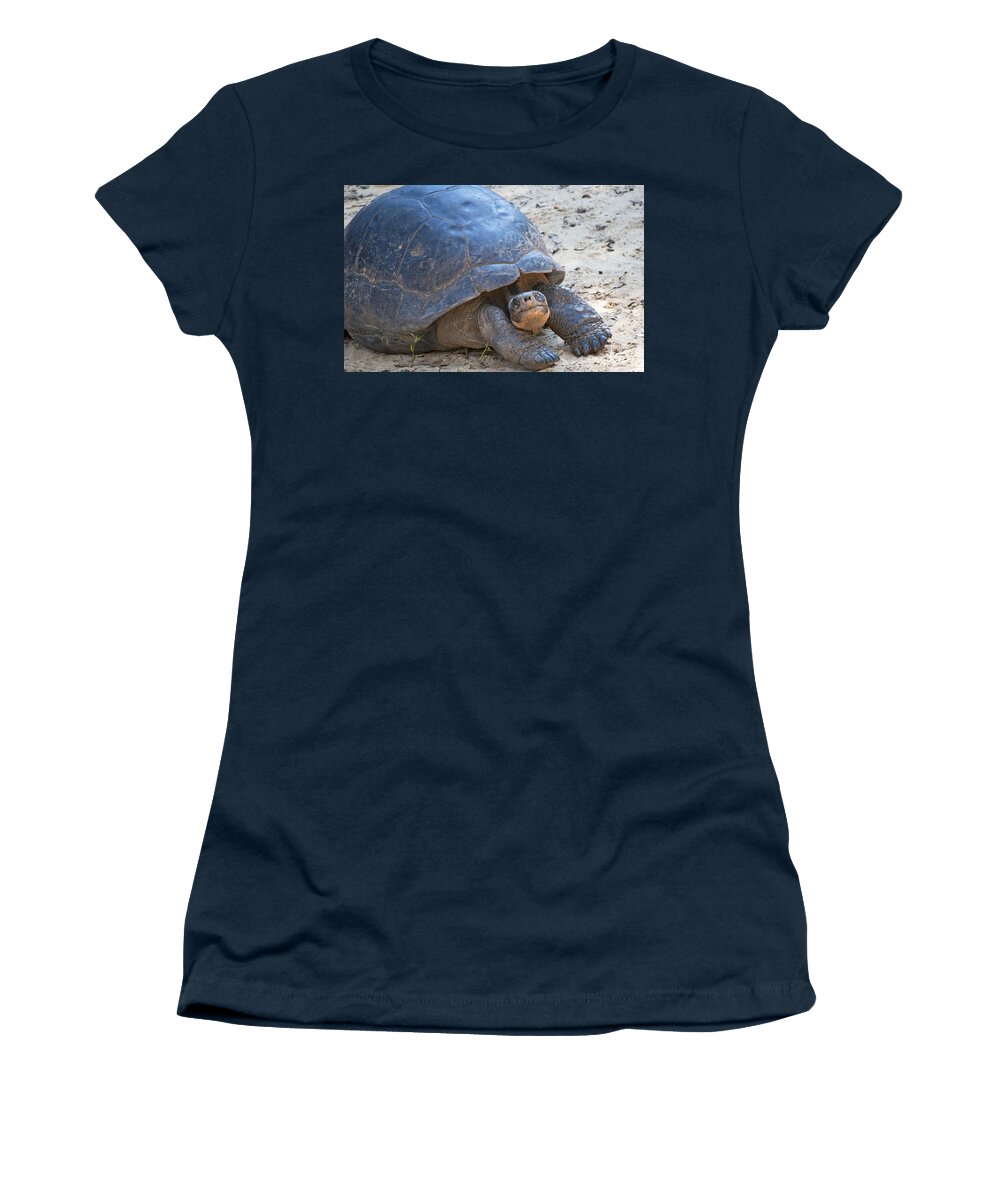 Wildlife Women's T-Shirt featuring the photograph Posing Tortoise by Kenneth Albin