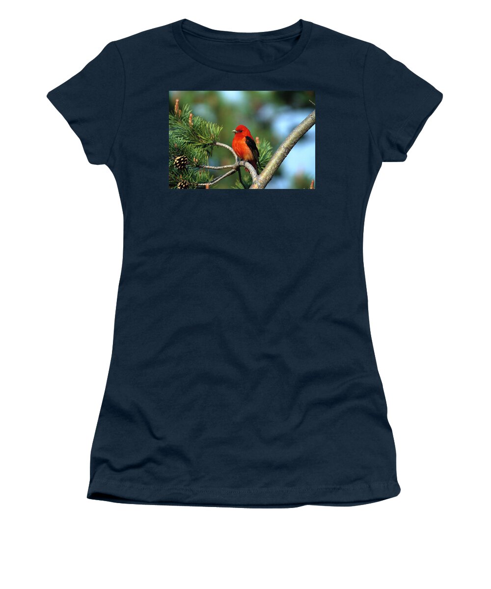 00220164 Women's T-Shirt featuring the photograph Scarlet Tanager Piranga Olivacea Male by Tom Vezo