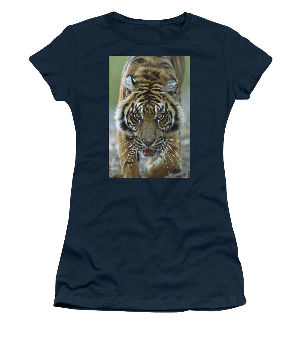 Mp Women's T-Shirt featuring the photograph Sumatran Tiger Panthera Tigris Sumatrae by Zssd