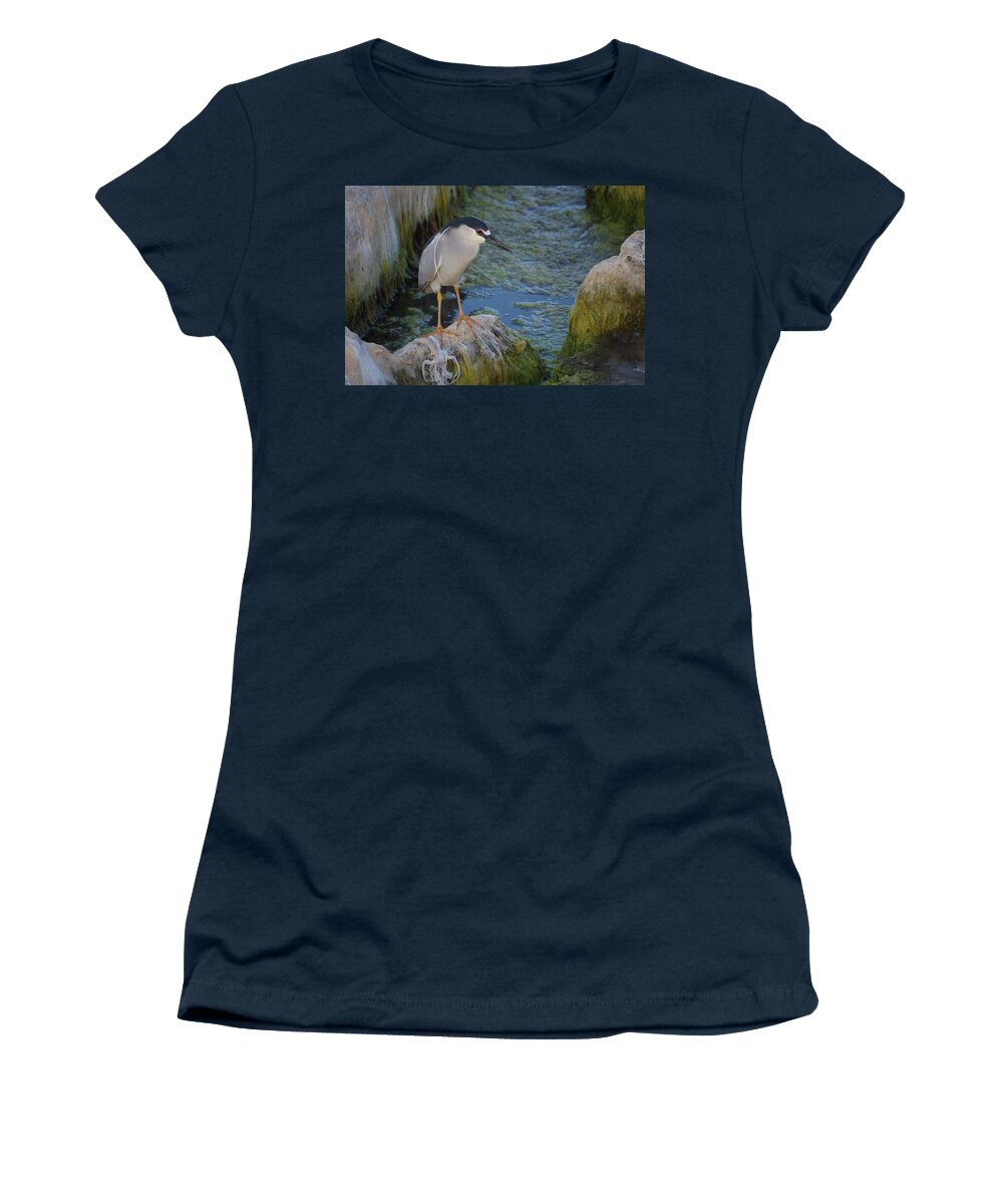 Anglesea Women's T-Shirt featuring the photograph Black Crowned Night Heron #1 by Greg Graham