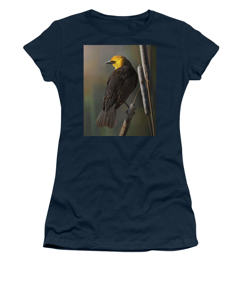 Yellow Headed Blackbird Women's T-Shirt featuring the photograph Yellow Headed Blackbird on Cattails by John Christopher
