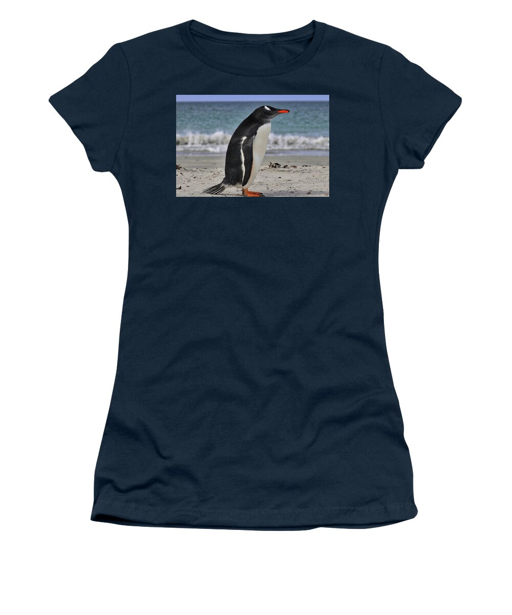 Gentoo Penguins Falkland Islands Women's T-Shirt featuring the photograph Gentoo Penguins Falkland Islands #10 by Paul James Bannerman