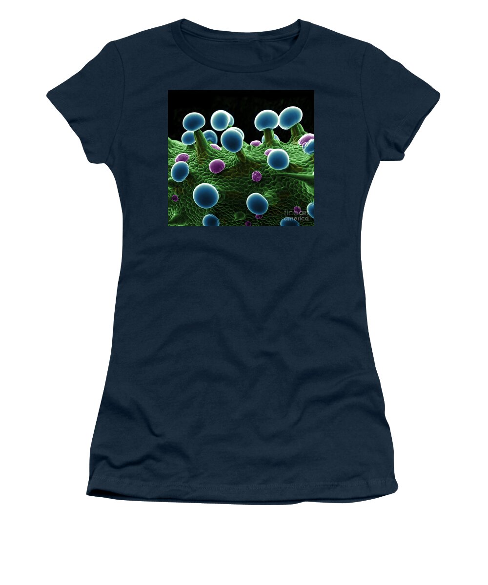 Biological Women's T-Shirt featuring the photograph Cannabis Trichomes, SEM #18 by Ted Kinsman