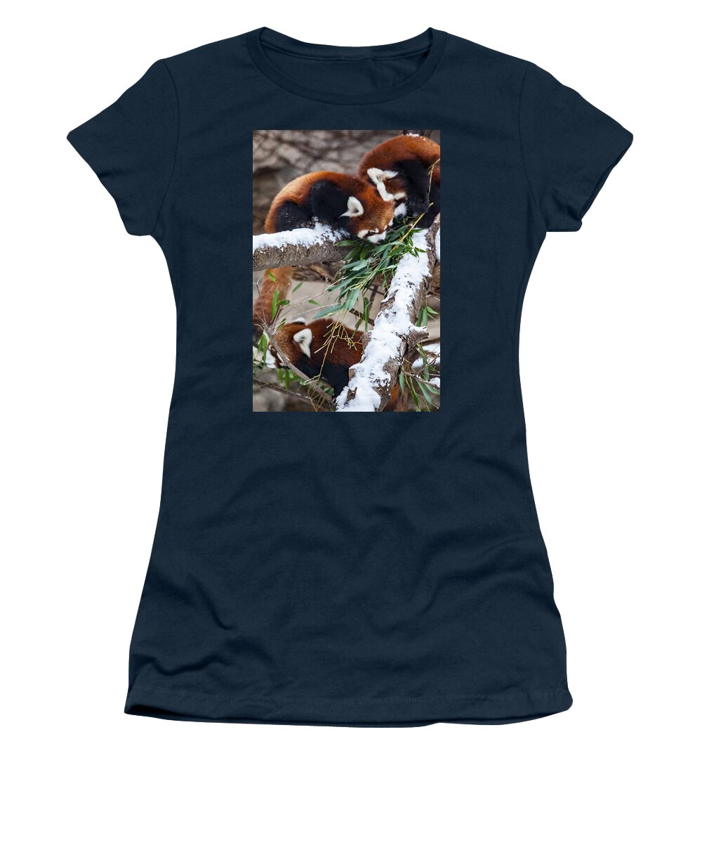 Red Panda Women's T-Shirt featuring the photograph Red Panda #3 by Jackie Russo