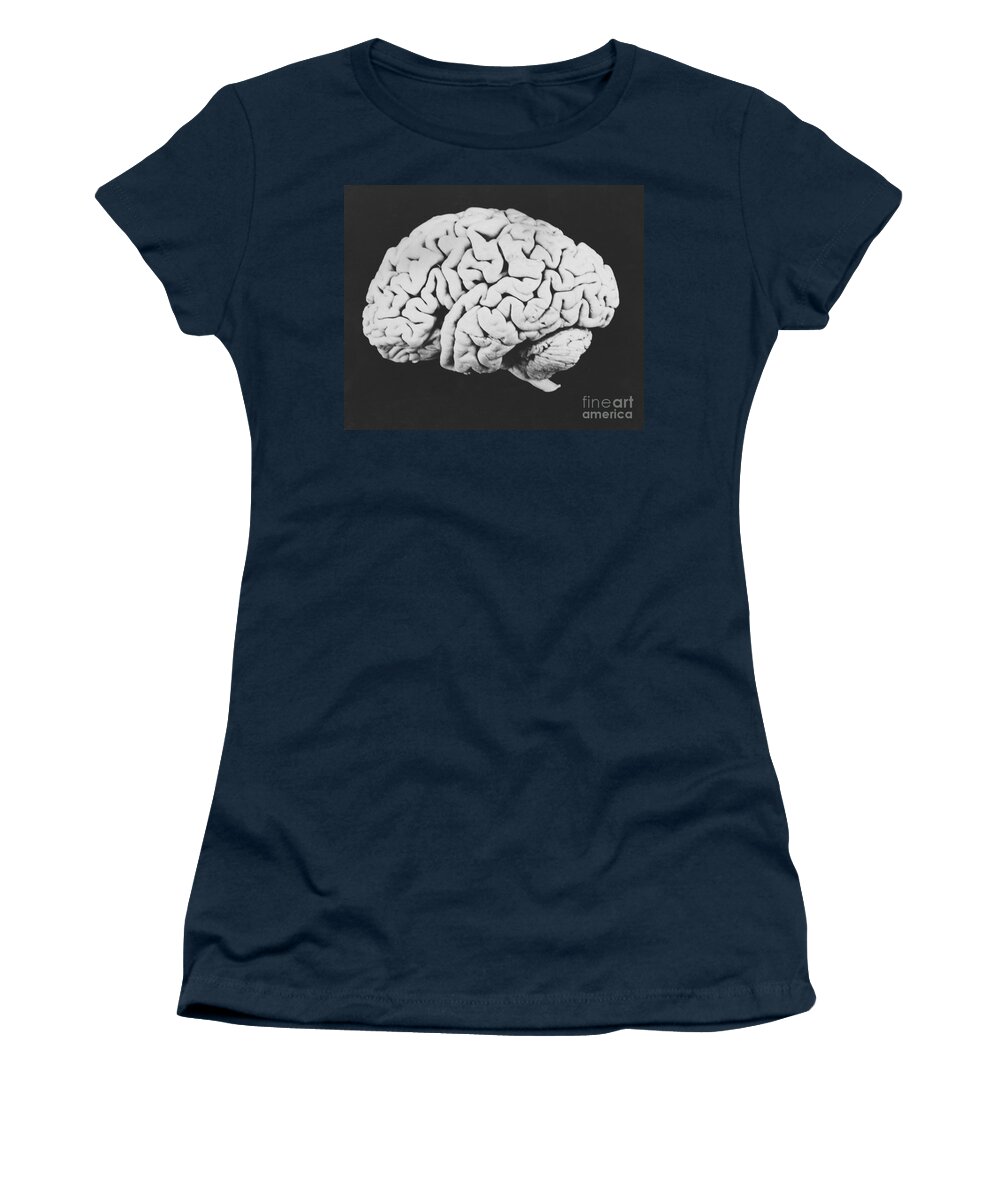 Brain Women's T-Shirt featuring the photograph Human Brain #5 by Omikron