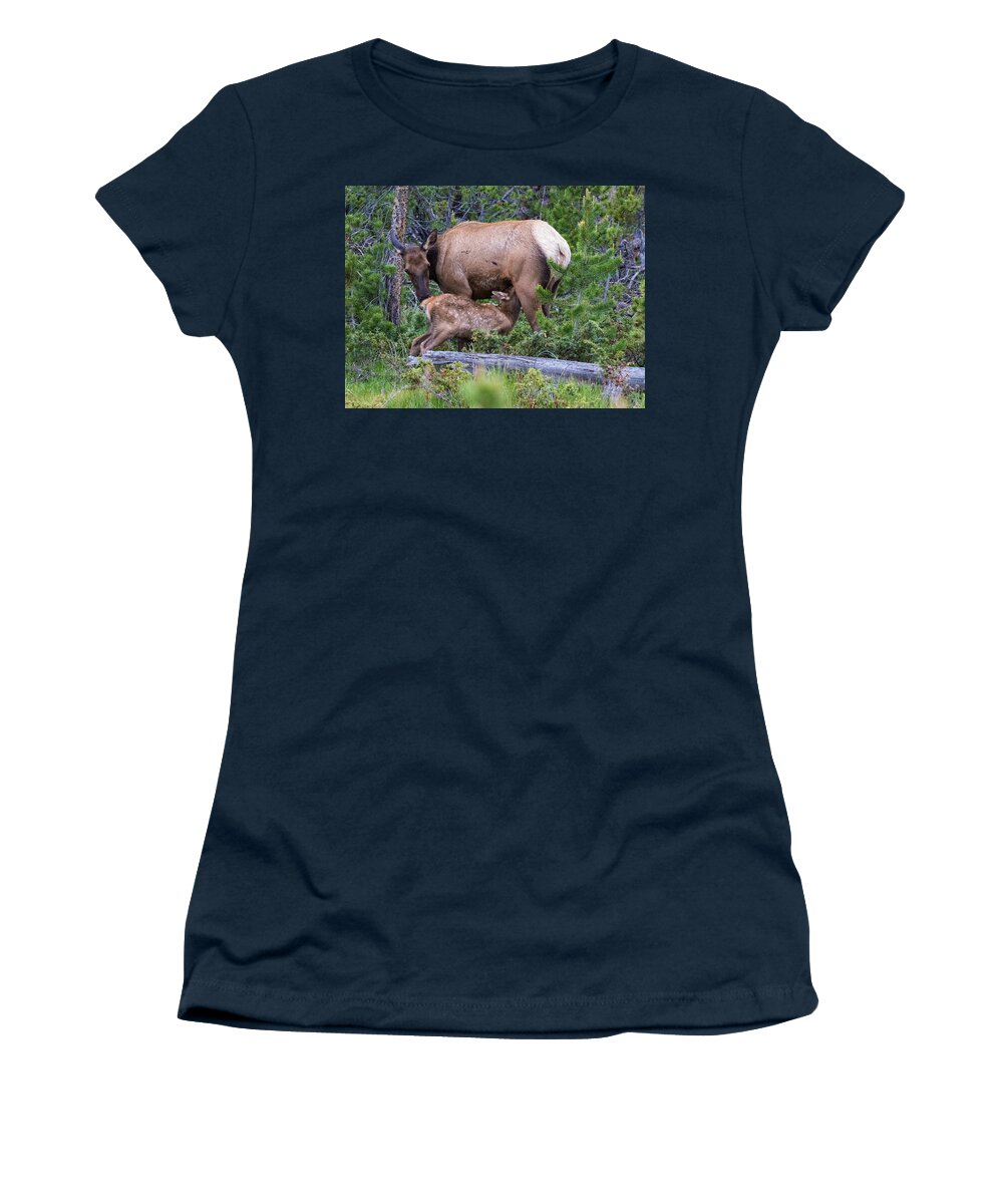 Elk Calf Women's T-Shirt featuring the photograph A Sweet Moment In Time by Mindy Musick King