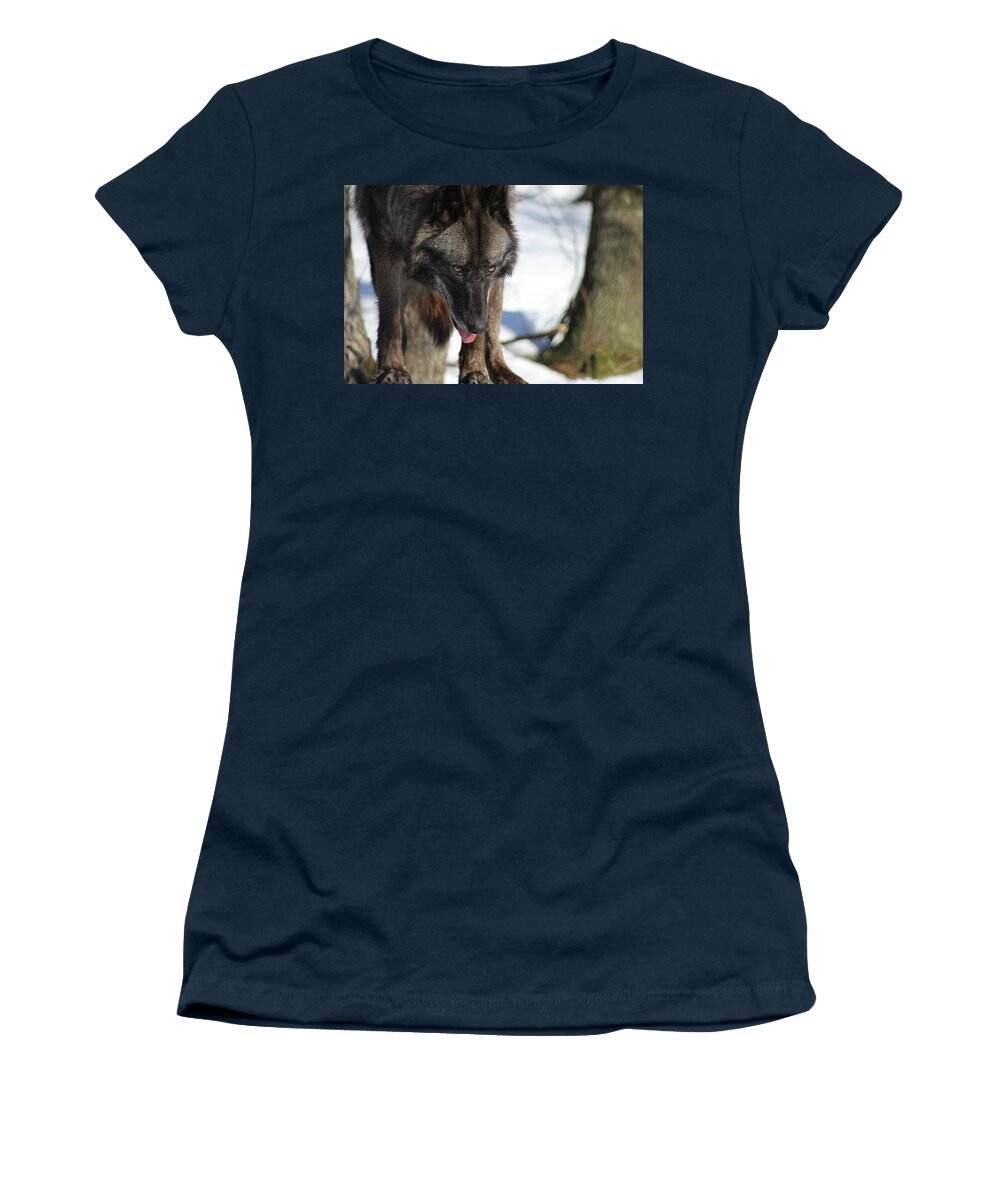 Wolf Women's T-Shirt featuring the photograph Alaskan Tundra Wolf by Azthet Photography