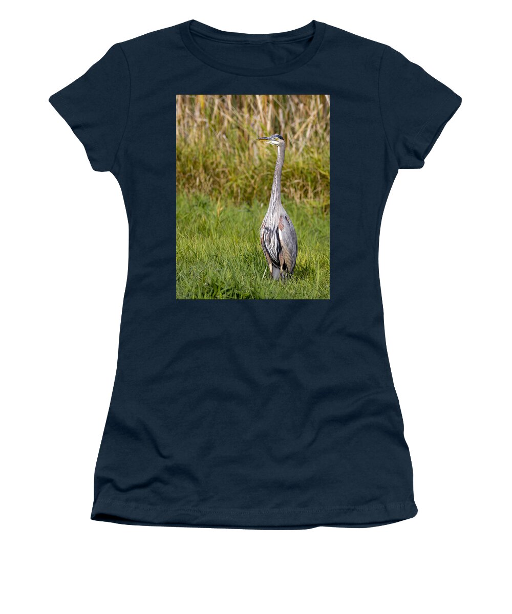 Birds Women's T-Shirt featuring the photograph Alert Heron by Jean Noren
