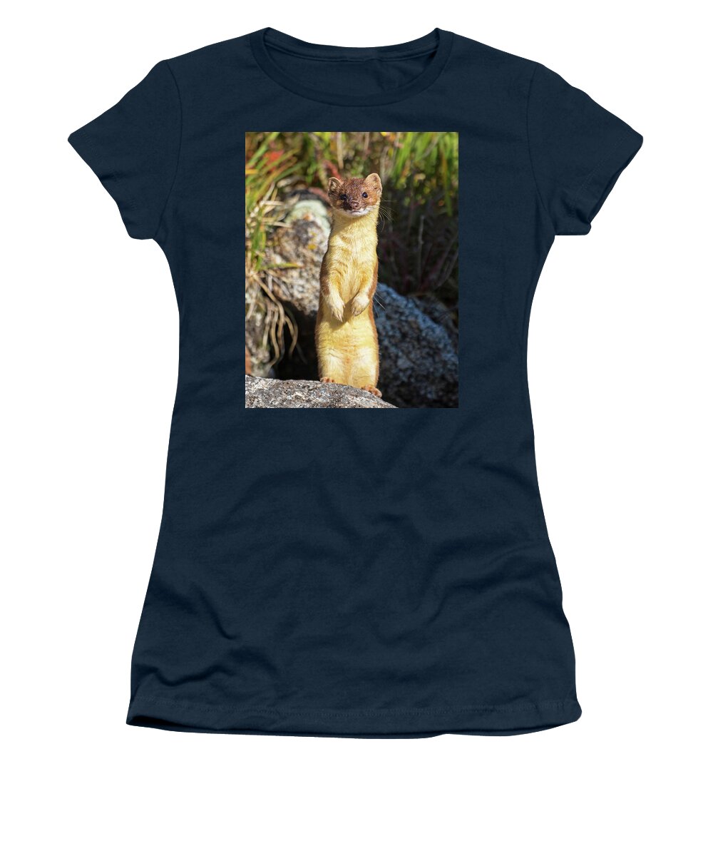 Long-tailed Weasel Women's T-Shirt featuring the photograph Alpine Tundra Weasel #3 by Mindy Musick King