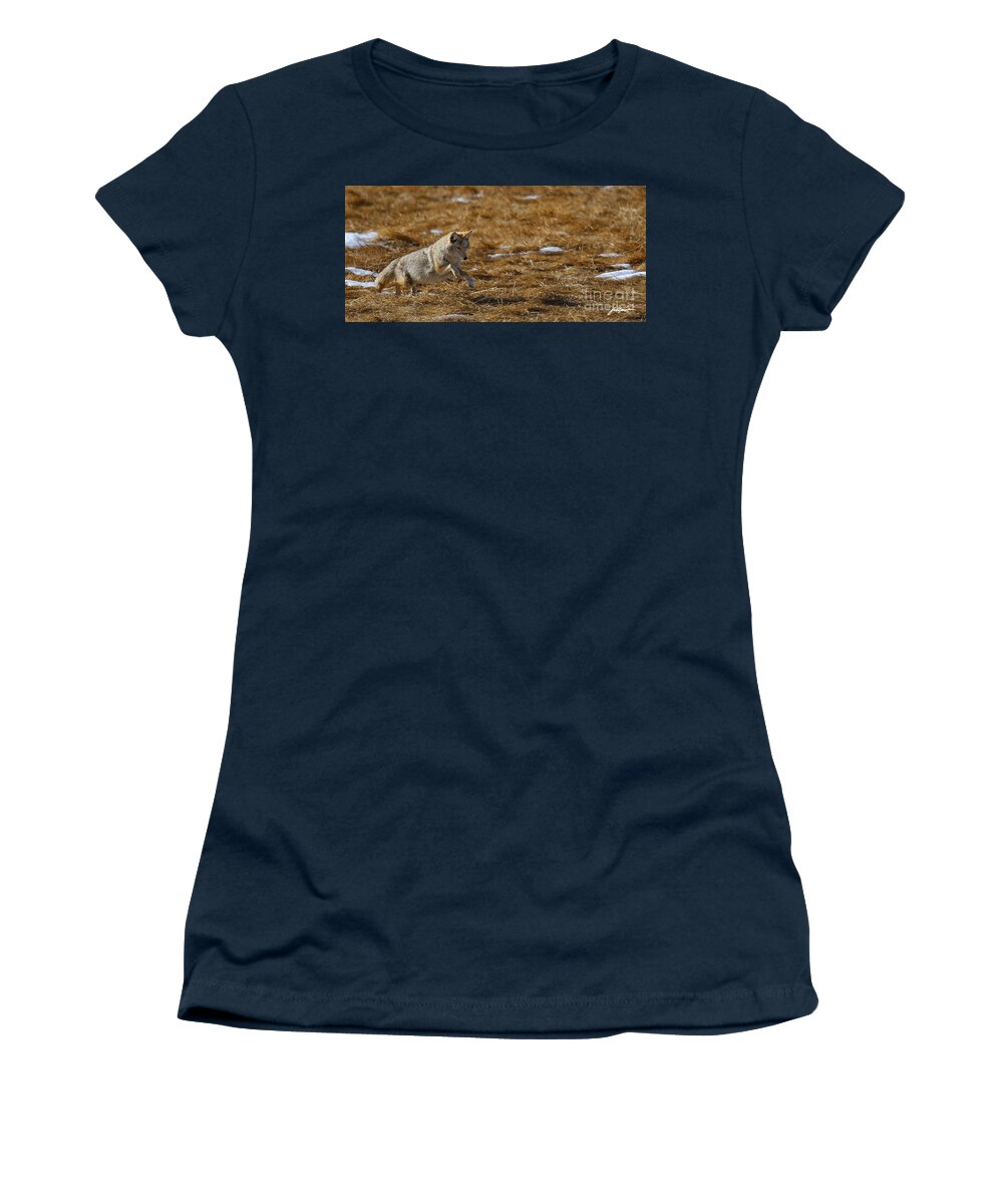 Coyote. Rocky Mountain National Park Women's T-Shirt featuring the photograph Attack by Bon and Jim Fillpot