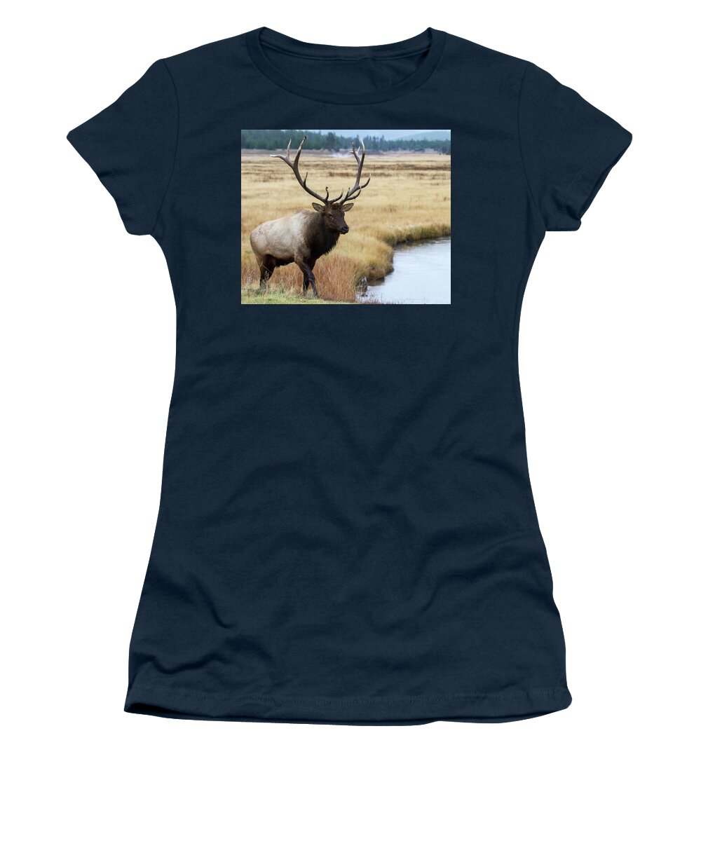 Elk Women's T-Shirt featuring the photograph Big Bull Elk by Wesley Aston
