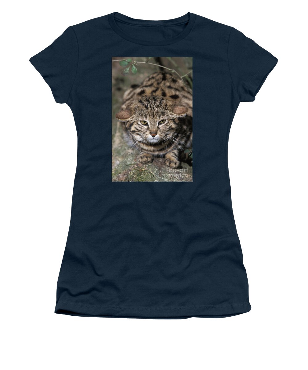 Adult Women's T-Shirt featuring the photograph Black-footed Cat Felis Nigripes by Gerard Lacz