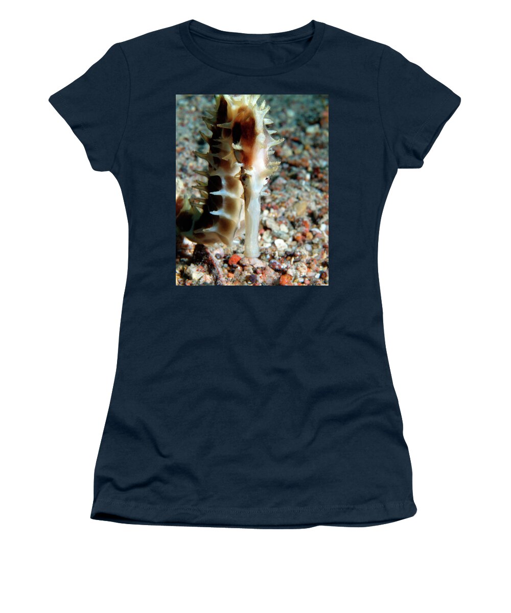 Jayakars Seahorse Women's T-Shirt featuring the photograph Red Jayakar's Seahorse, Red Sea, Israel 2 by Pauline Walsh Jacobson