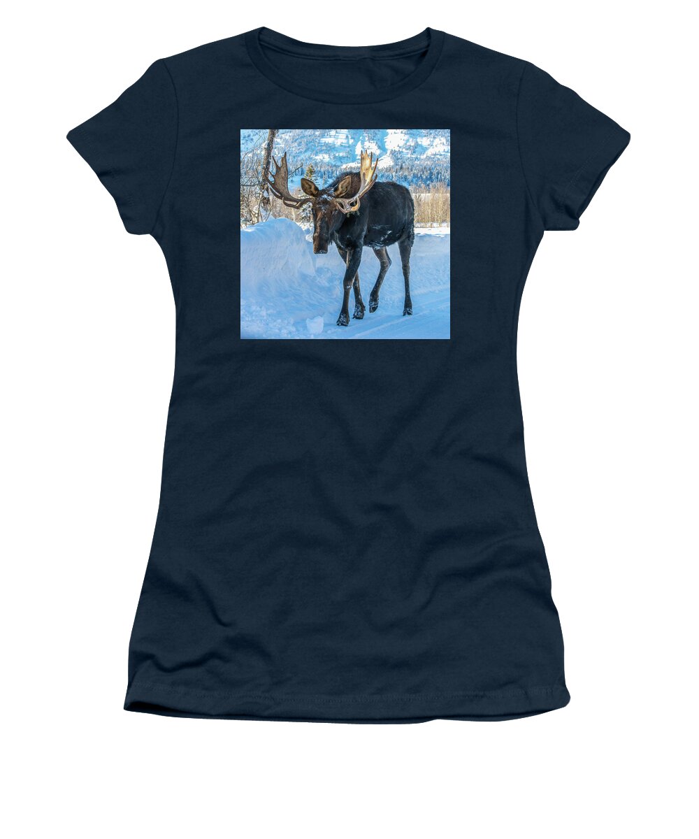 Bull Moose Women's T-Shirt featuring the photograph Bull Moose Passing Cars by Yeates Photography