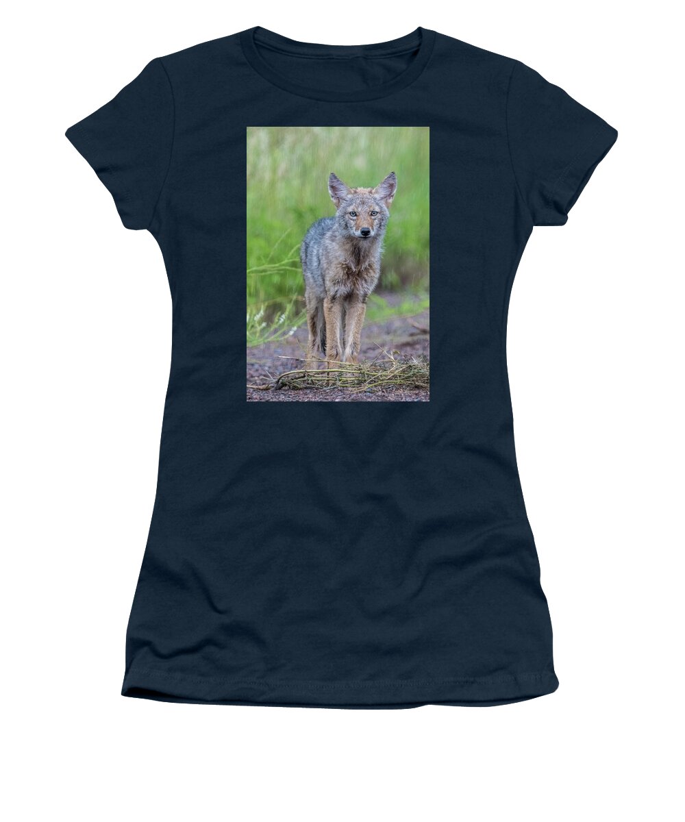  Women's T-Shirt featuring the photograph Coyote in the rain by Paul Freidlund