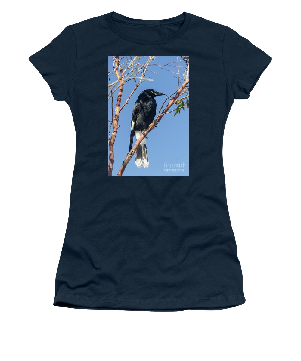 Bird Women's T-Shirt featuring the photograph Currawong by Werner Padarin
