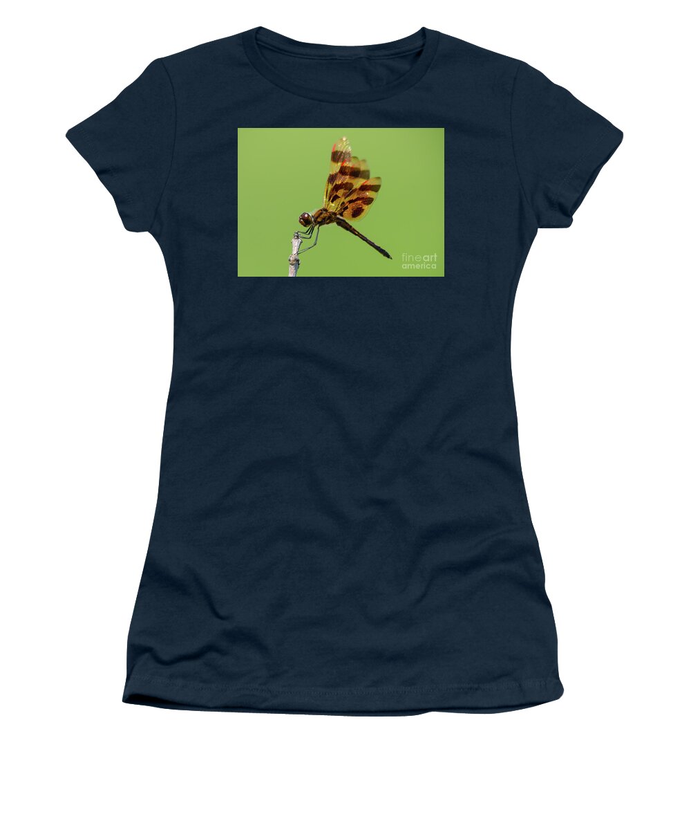 Halloween Pennant Dragonfly Women's T-Shirt featuring the photograph Detailed Dragonfly by Cheryl Baxter
