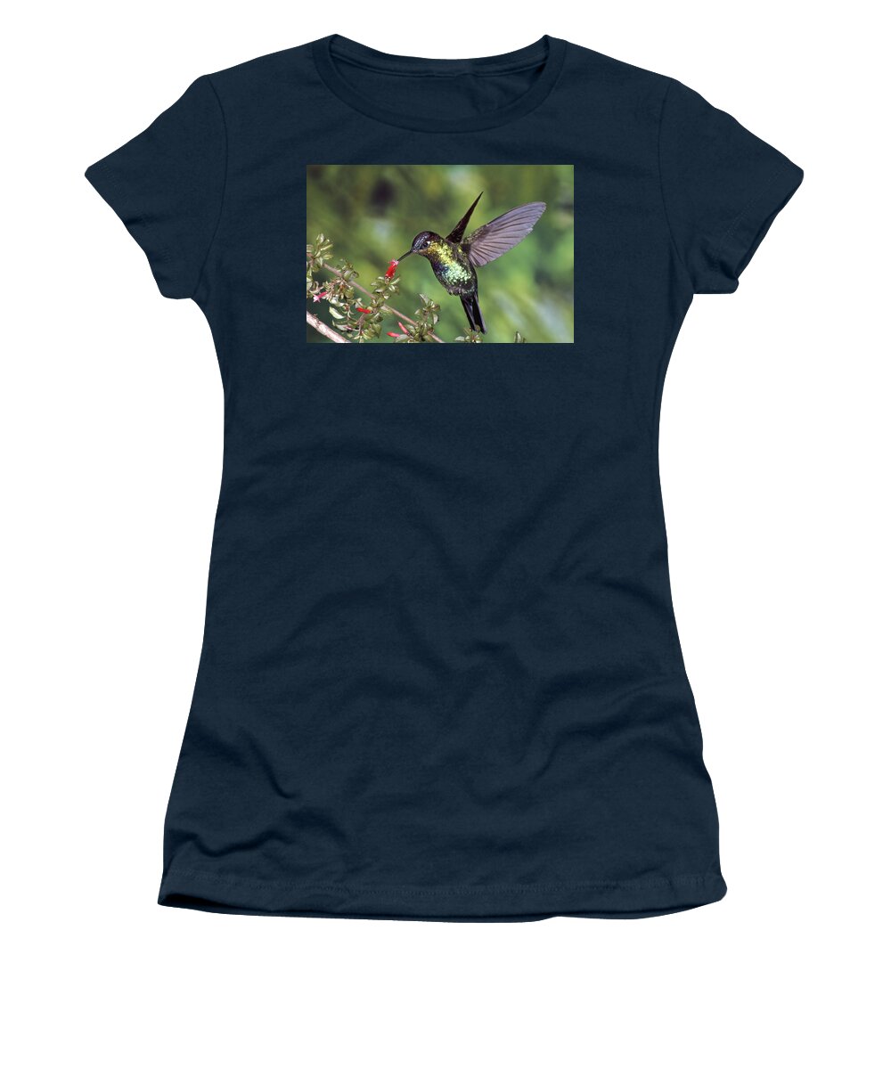 Mp Women's T-Shirt featuring the photograph Fiery-throated Hummingbird Panterpe by Michael & Patricia Fogden