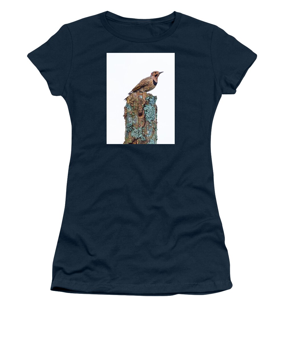 Yellow-shafted Flicker Women's T-Shirt featuring the photograph Flicker Perched on Tree by Paula Ponath