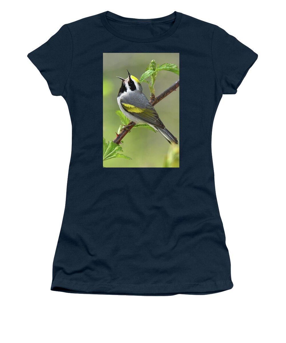 Bird Women's T-Shirt featuring the photograph Golden-winged Wabler by Alan Lenk