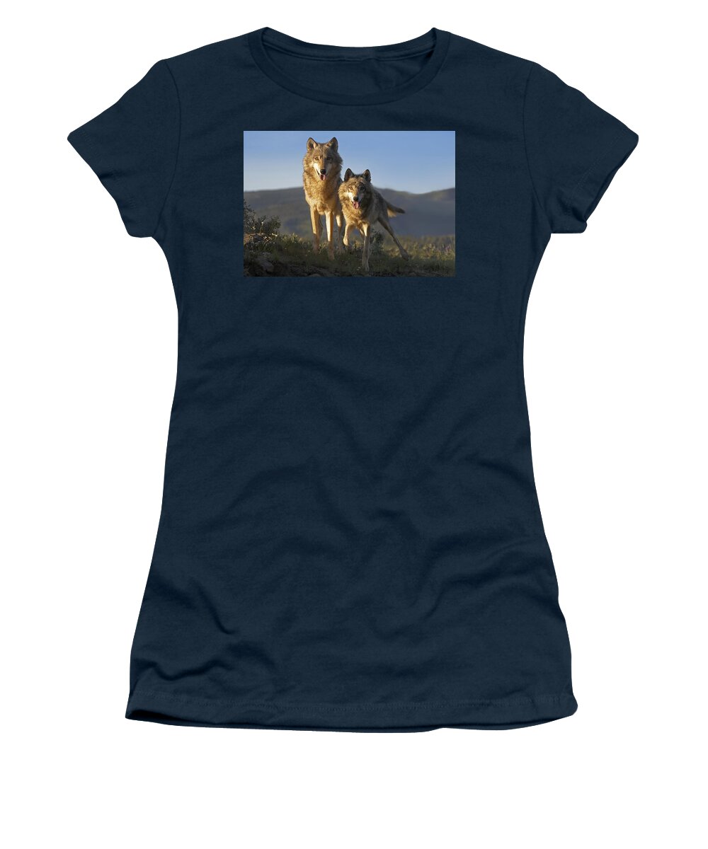 Mp Women's T-Shirt featuring the photograph Gray Wolf Canis Lupus Pair Standing by Tim Fitzharris